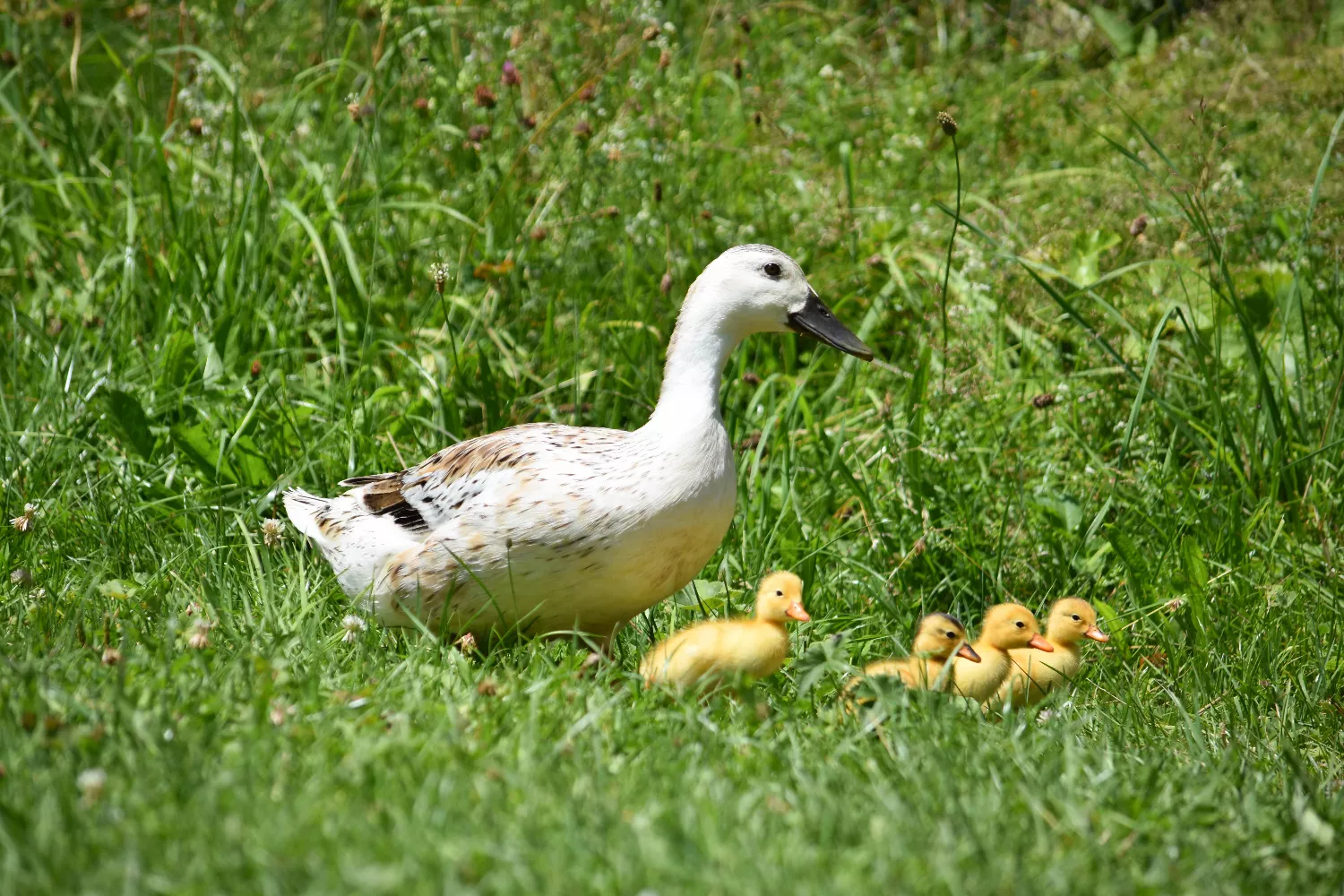 Gans mit Jungen