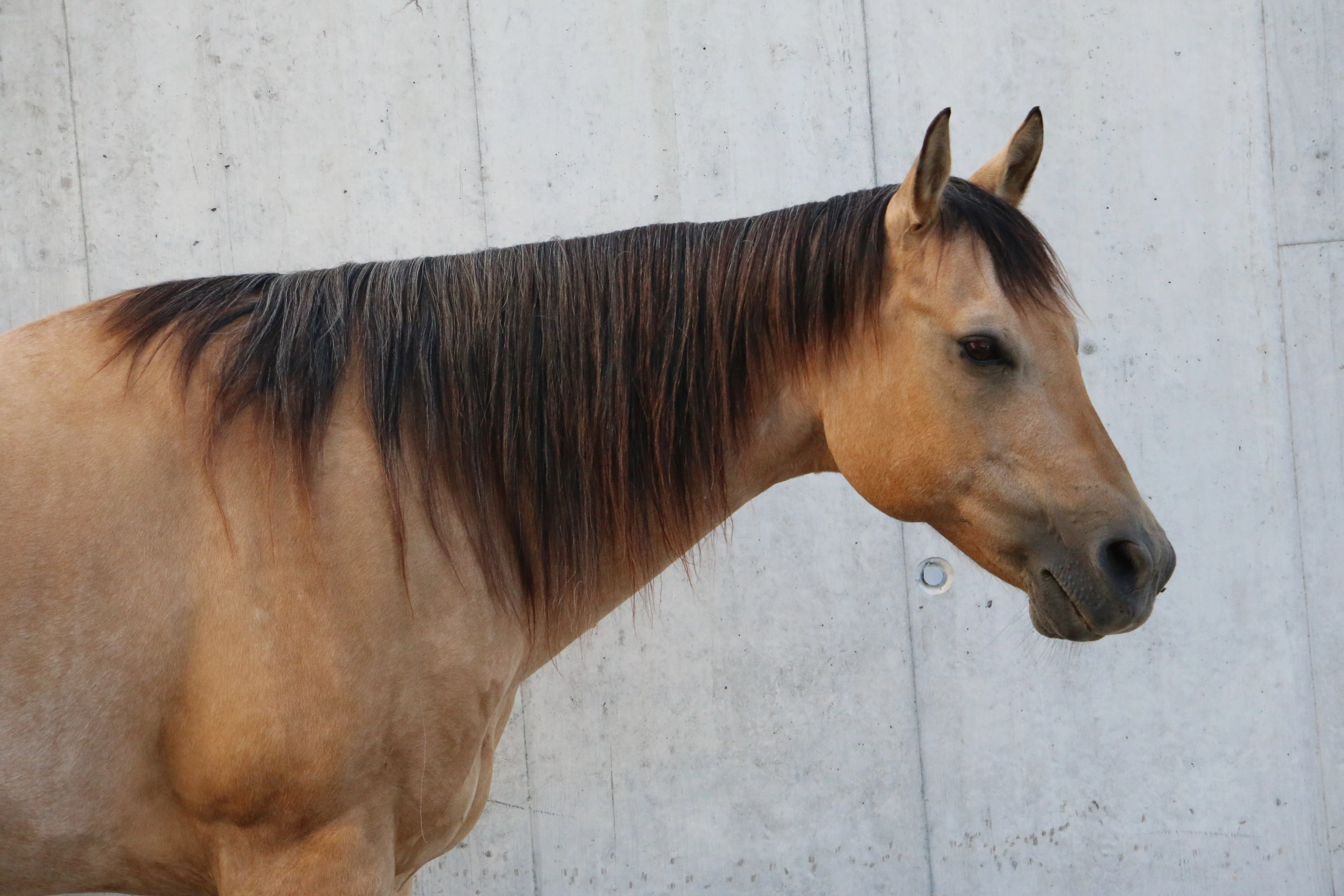 Quarter Horse Stute