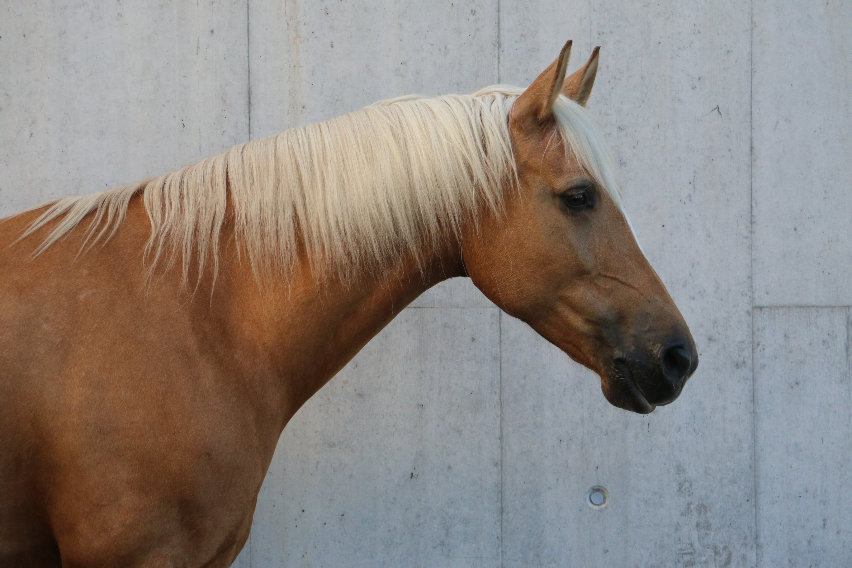 Welsh Part-Bred