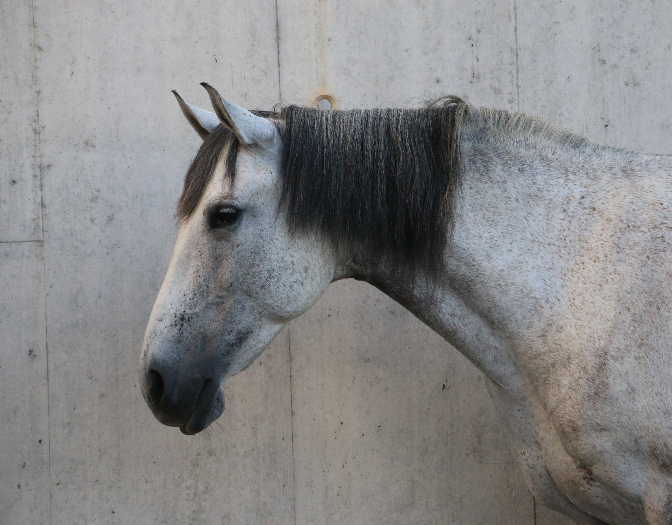 Lusitano Stute 