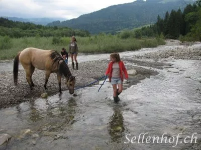 Perd mit Wasser