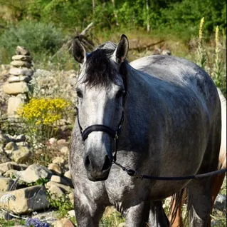 Lusitano Stute 